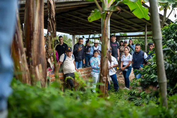 Gobernación apoya prácticas innovadoras que impulsan la producción de plátano de calidad – Gobernación de Risaralda